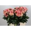 Dahlia DE 'Chanel'