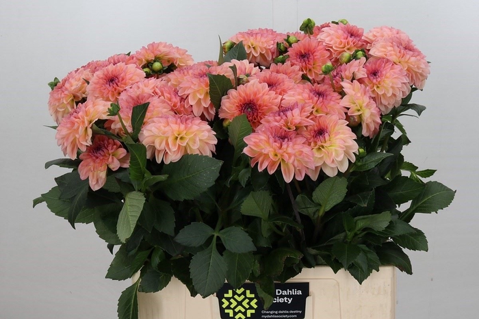 Dahlia DE 'Chanel'