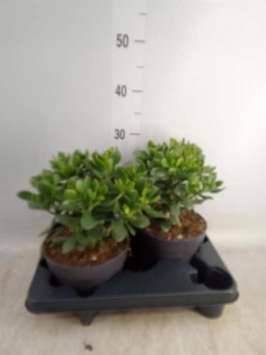 <h4>Crassula  'Minova Magic'</h4>