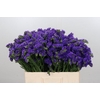 Limonium Navy Sun Birds