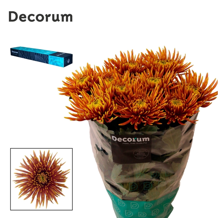 <h4>Chrysanthemum PL 'Saffina Dark'</h4>