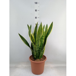 Sansevieria trifa. 'Laurentii'