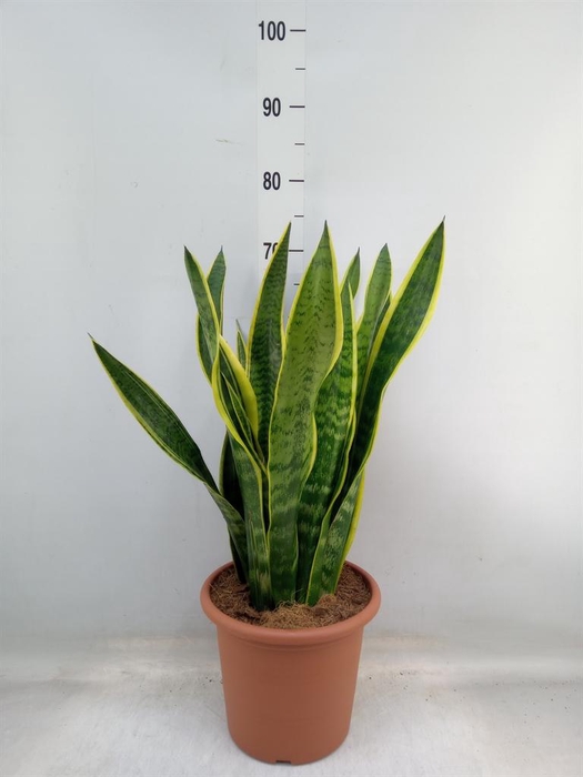 <h4>Sansevieria trifa. 'Laurentii'</h4>