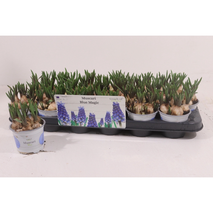 <h4>MUSCAR BLUE MAGIC</h4>