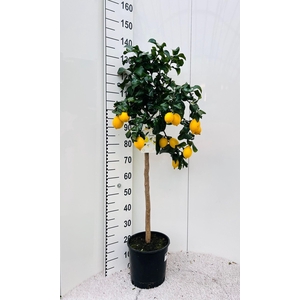 Citrus limone Lemon on stem