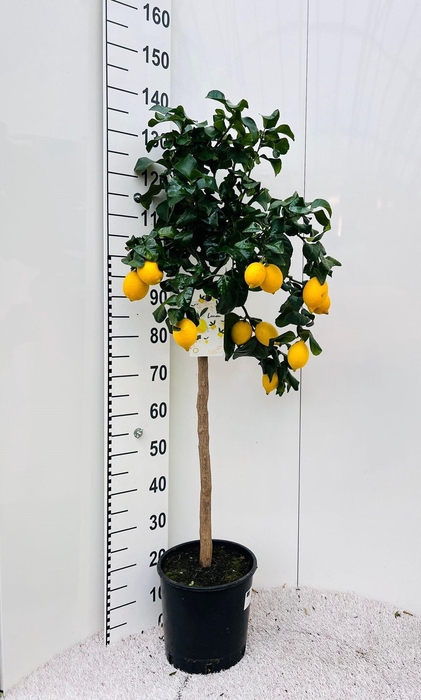 <h4>Citrus limone Lemon on stem</h4>