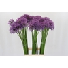 Allium Gladiator