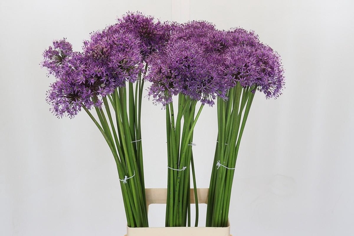 <h4>Allium Gladiator</h4>