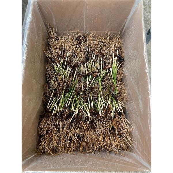 <h4>KENTIA (Howea forsteriana) Zaailing</h4>