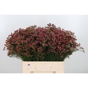 Limonium Sinense China Red