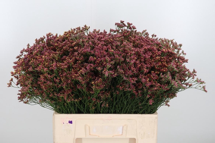 <h4>Limonium Sinense China Red</h4>