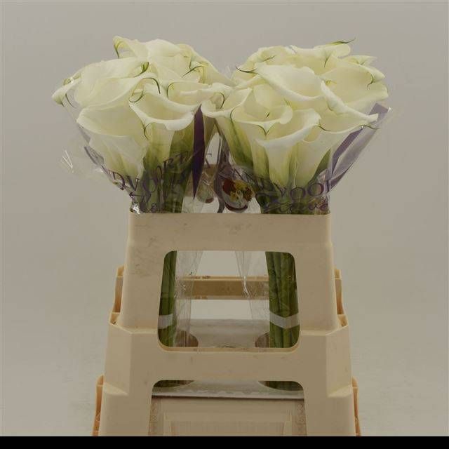 <h4>ZANT WHITE ART</h4>