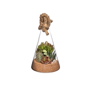 COMPOSITION CACTUS AND SUCCULENTS IN GLASS AMPOULE WITH ROPE Ø16 H25 - IN BOX CM18X18 (CACTUS EN SUCCULENTEN)