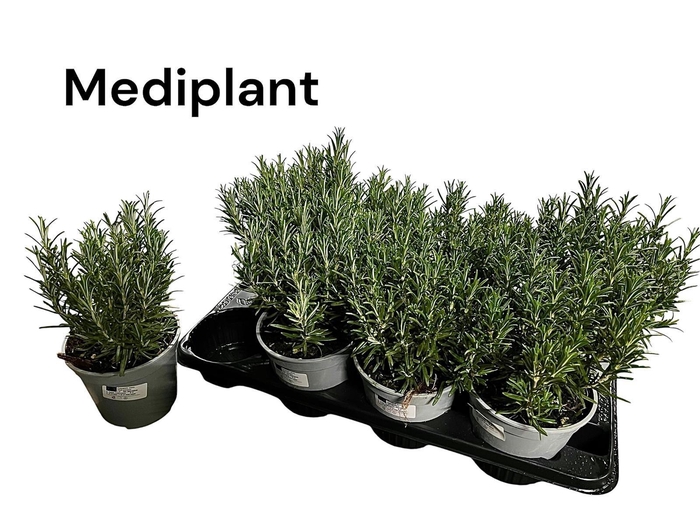 <h4>ROSMARIN OF OV</h4>