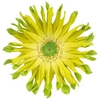 GERBERA PASTINI PISTACCHIO < 050 CM < 10 CM DIAM