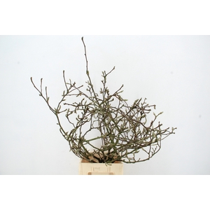 MAGNOLIA GRILLIG PER STEM 100CM