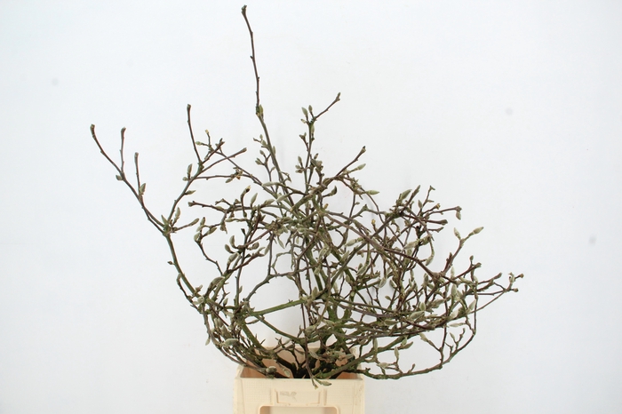 <h4>MAGNOLIA GRILLIG PER STEM 100CM</h4>