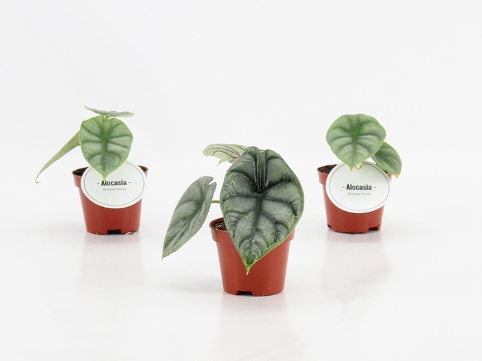<h4>Alocasia Silver Dragon</h4>