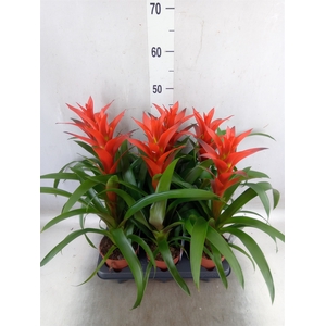 Guzmania  'Ostara'
