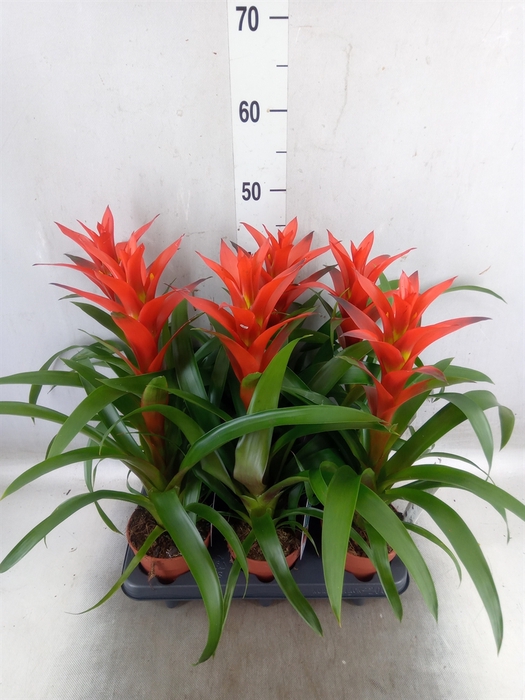 <h4>Guzmania  'Ostara'</h4>