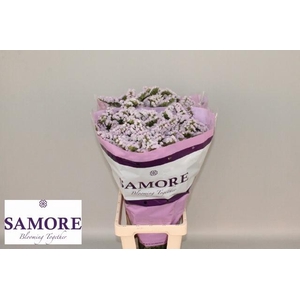 LIM S TESSA LAVENDER