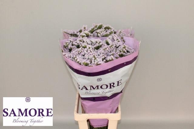 <h4>LIM S TESSA LAVENDER</h4>