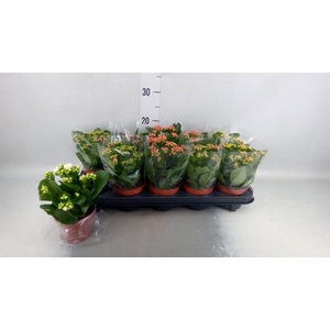 Kalanchoe blos.   ..rosebud mix  5