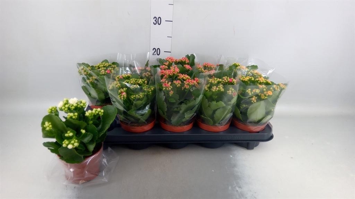 <h4>Kalanchoe blos.   ..rosebud mix  5</h4>