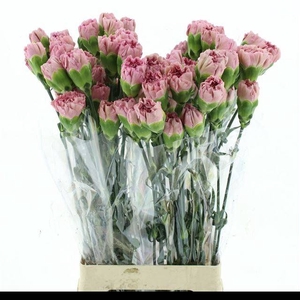 DI ST LEGE PINK