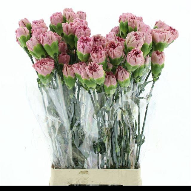 <h4>DI ST LEGE PINK</h4>