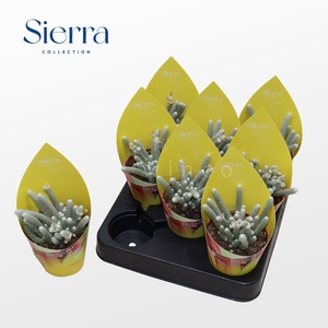 Avonia Papyracea (Sierra) Sierra Collection