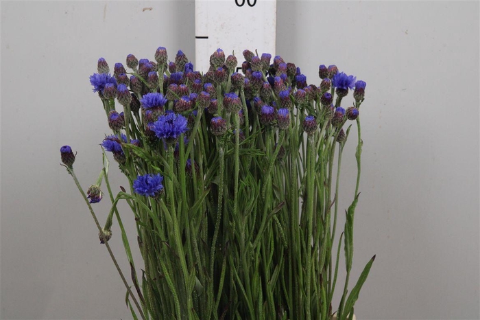 <h4>Centau Cyanus</h4>