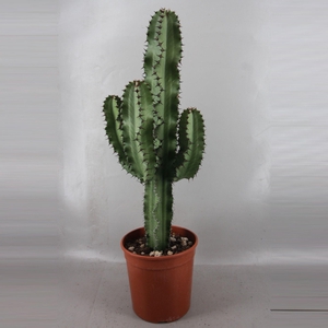 EUPHOR INGENS