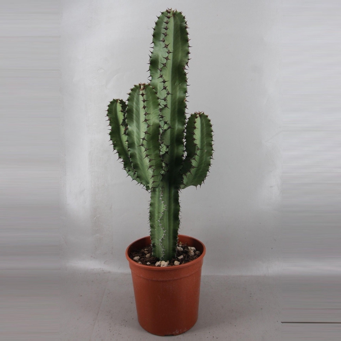 <h4>EUPHOR INGENS</h4>
