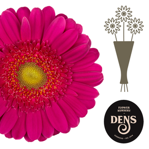 Germini Megara Water