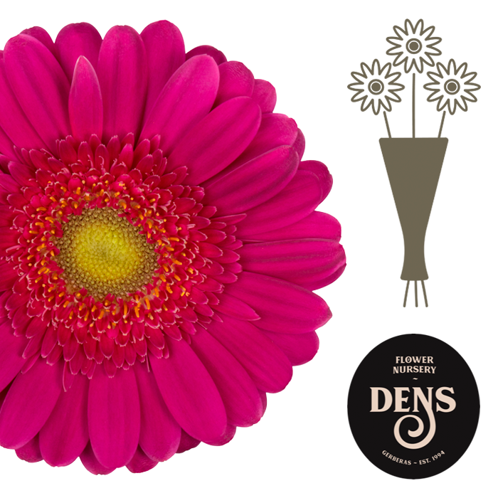 <h4>Germini Megara Water</h4>