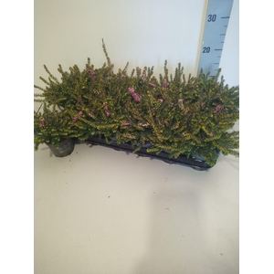 Erica dar. Kramer's Rote