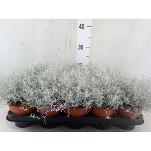 Leucophyta     [Calocephalus]