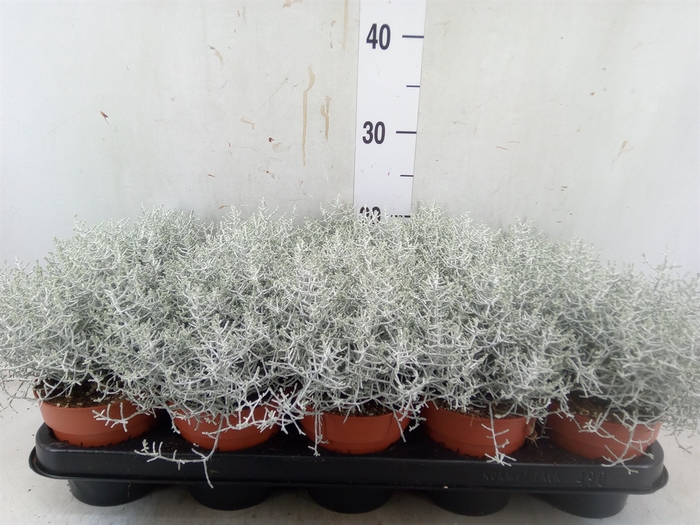 <h4>Leucophyta     [Calocephalus]</h4>