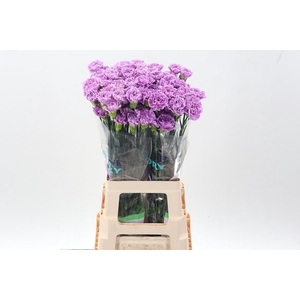 Di St Fl Moonaqua 70Cm