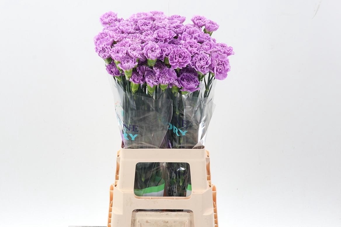 <h4>Di St Fl Moonaqua 70Cm</h4>