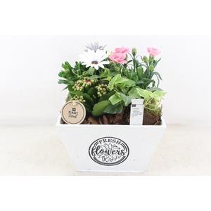 arr4 Outdoor PL - Hout 4kant bak wit Los