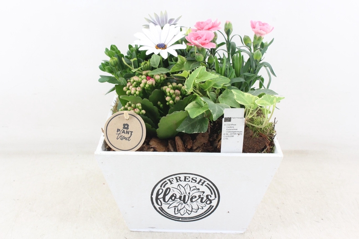 <h4>arr4 Outdoor PL - Hout 4kant bak wit Los</h4>