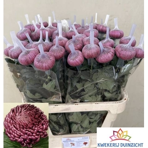 CHR G BIGOUDI PURPLE