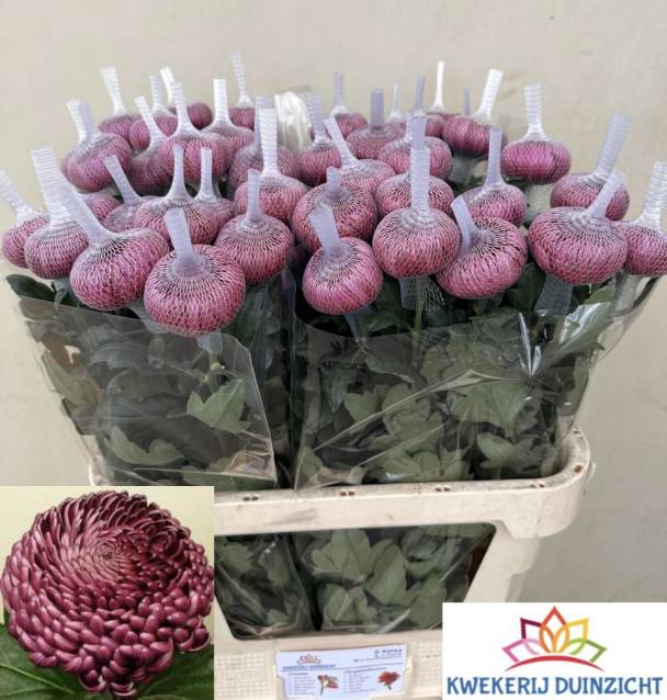 <h4>CHR G BIGOUDI PURPLE</h4>