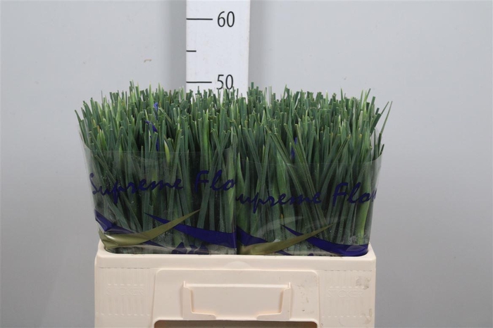 <h4>Iris Prof Blaauw</h4>