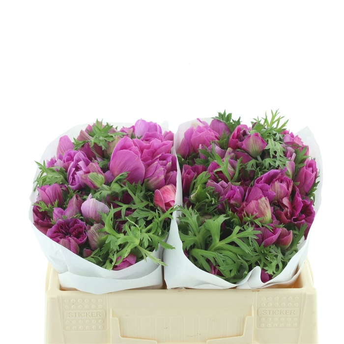 <h4>Anem Mistral Cerise Extra</h4>