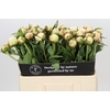 Paeonia Dr F.G. Brethour