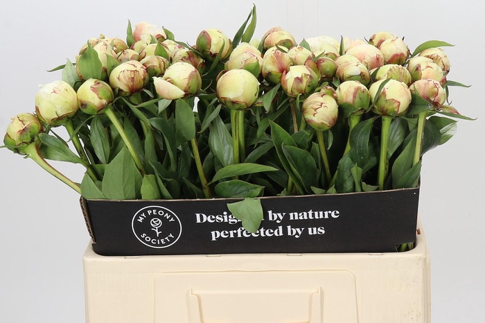Paeonia Dr F.G. Brethour
