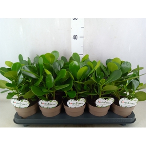 Clusia rosea